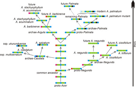 Evolution einer LPR im ITS2 von Acer Sekt. Palmata