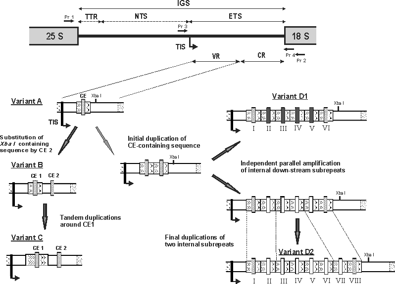 Evolution of the Variable Region in the ETS of Solanum-Lycopersicon