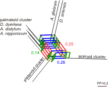 Phylogenetic alternatives considering the unfolding of major lineages in maples (Acer)