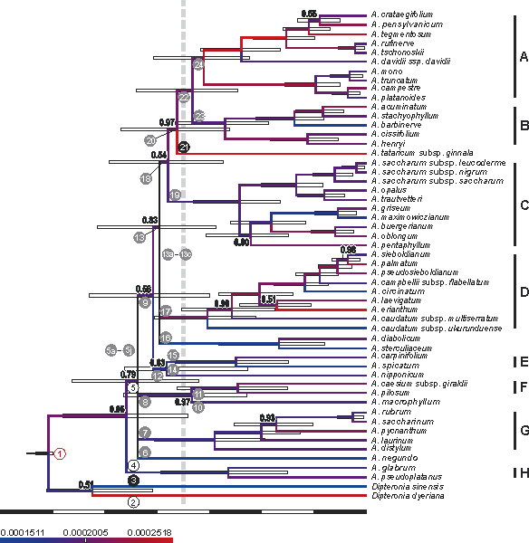 Chronogram based on cpDNA data of Acer