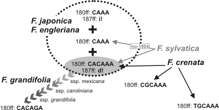 Evolution of an oligonucleotide motif in the ITS of Fagus