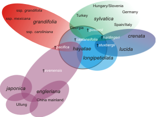 Extant and extinct ITS genepools of <i>Fagus</i>