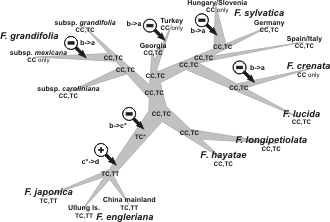 Gain and loss of diagnostic site variability in the ITS of beech trees (Fagus)