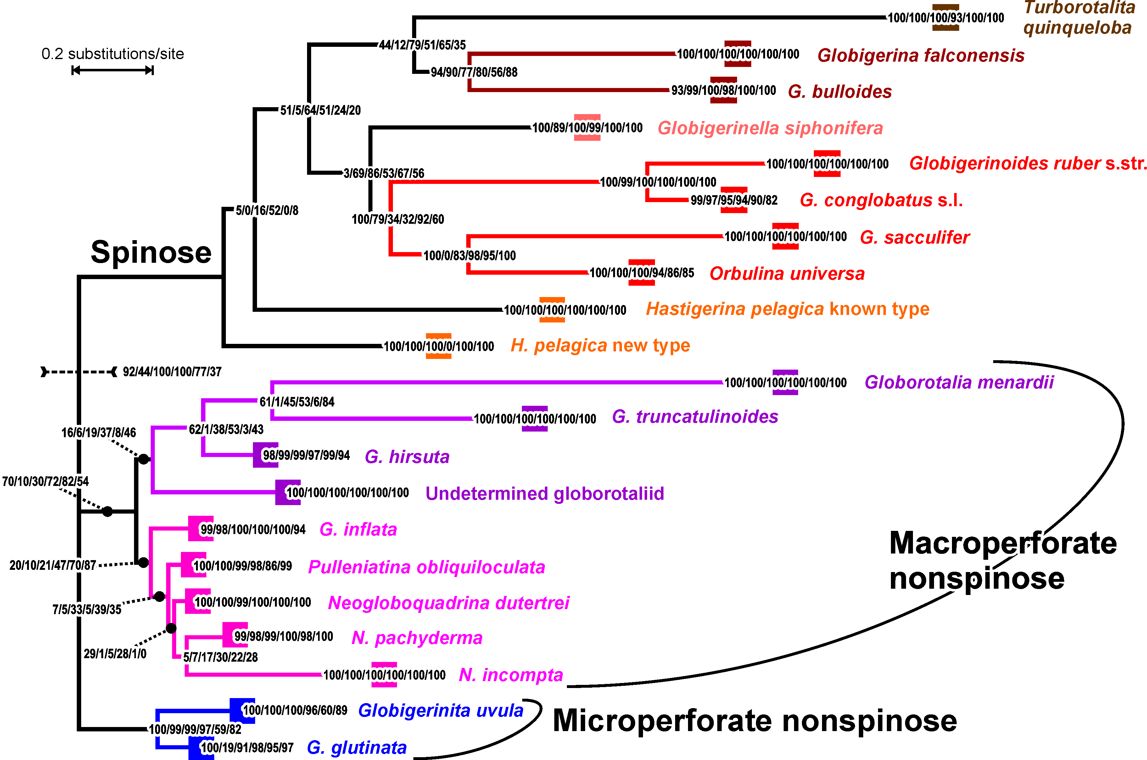 ML tree of planktonic foraminifers based on the multiple analysis approach and unfiltered SSU alignments