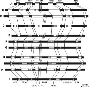 Schematic sequence structure of foraminiferal SSU variants obtained from Chilostomella isolates