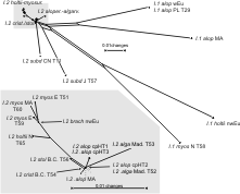 Molecular differentiation patterns in Isothecium