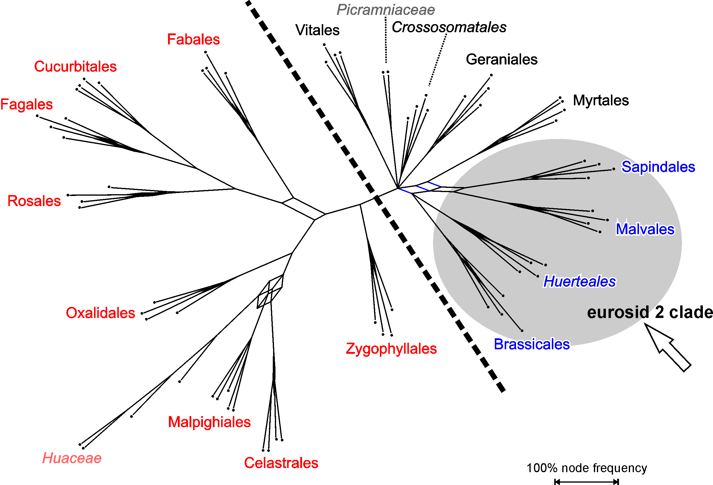 Results of group-specific taxon subsampling using eudicot rbcL data, order-level predefined taxonomic units and a reduction factor of 64