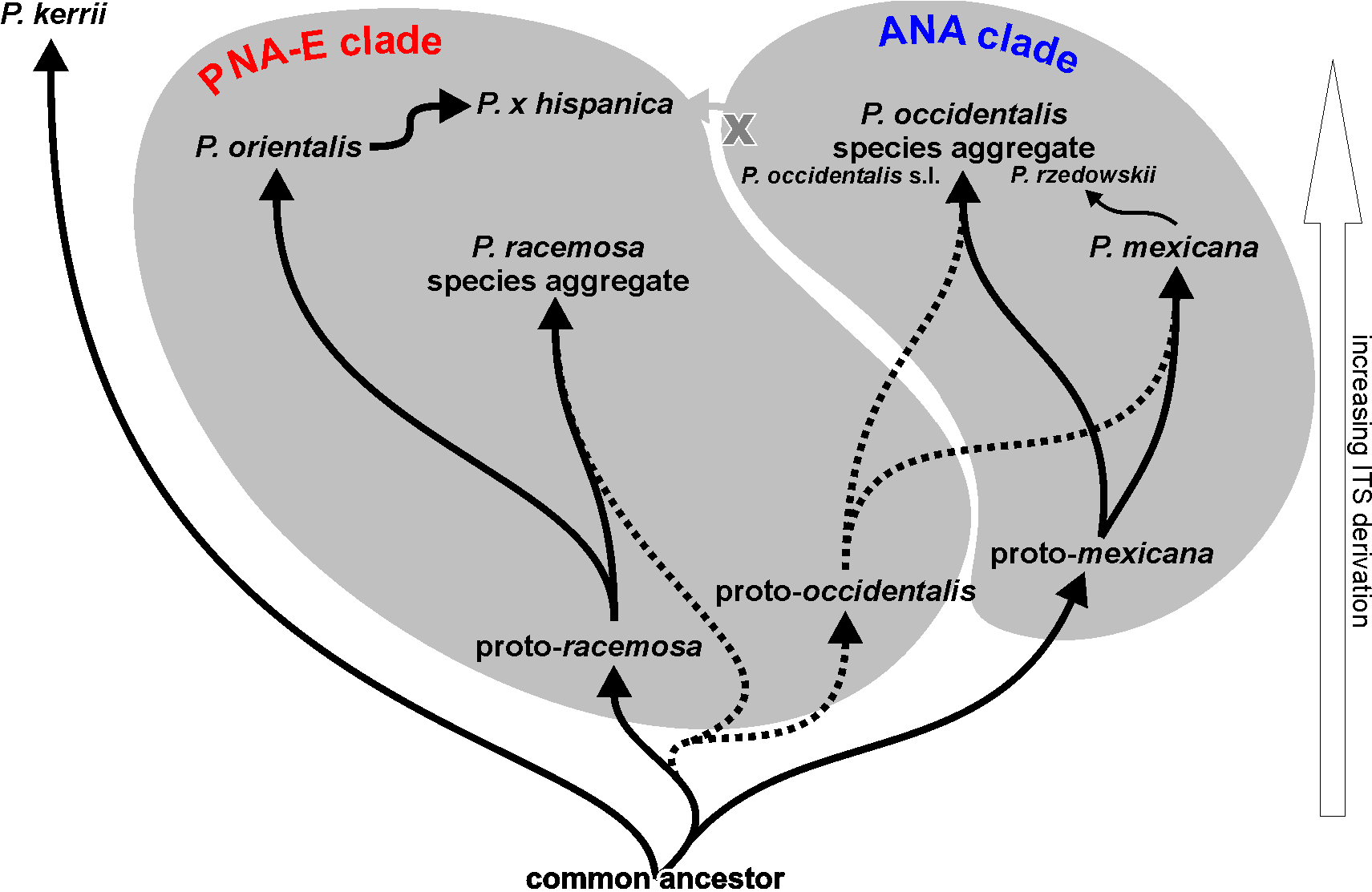 Evolution of modern Platanus based on non-pseudogenous and pseudogenous ITS variants