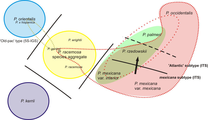 Genepools of extant plane trees (Platanus)