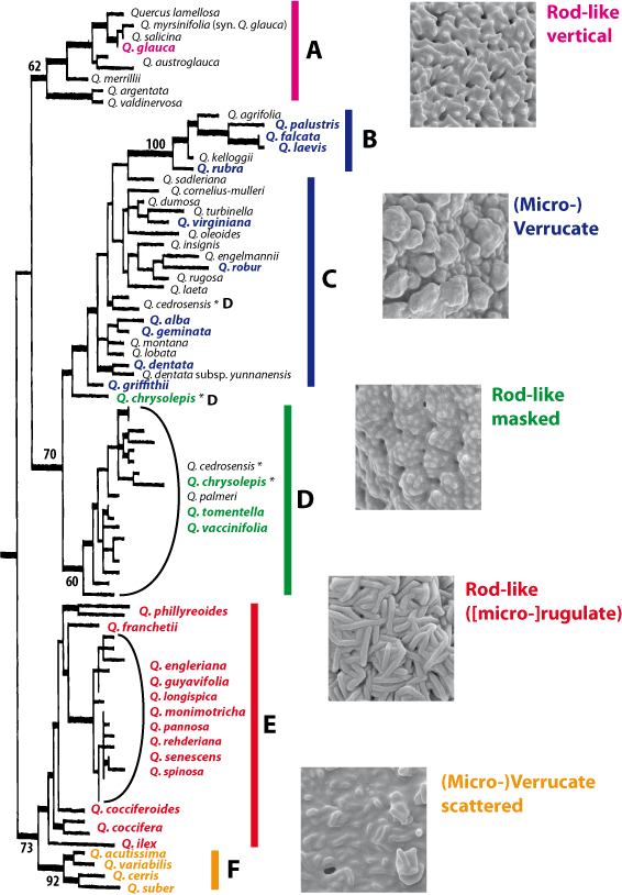 Diagnostic pollen types of oaks (Quercus)