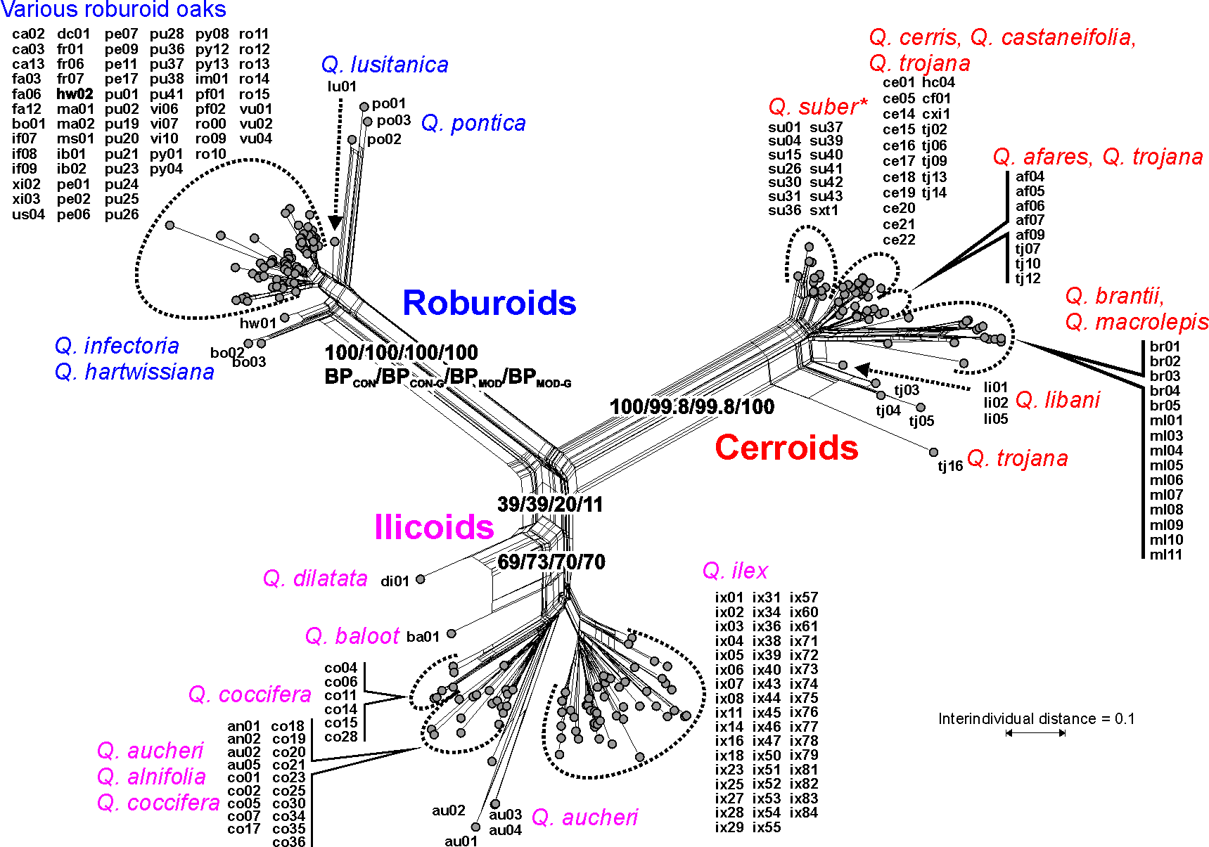 Phylogenetic network of western Eurasian oaks (Quercus) based on transformed cloned 5S-IGS data